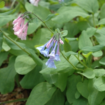 Virginia bluebell Virginia bluebell