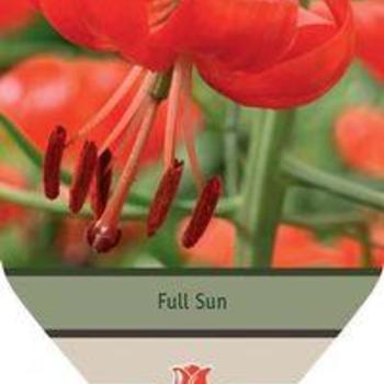 Turk's Cap Lily Turk's Cap Lily