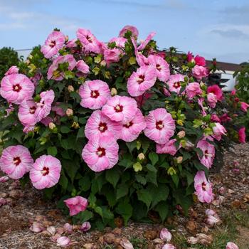 Summerific® 'Spinderella' Rose Mallow Summerific® 'Spinderella' Rose Mallow