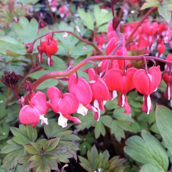 Bleeding Heart Bleeding Heart