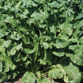 Horseradish Horseradish