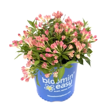 Peach Kisses™ Weigela Peach Kisses™ Weigela