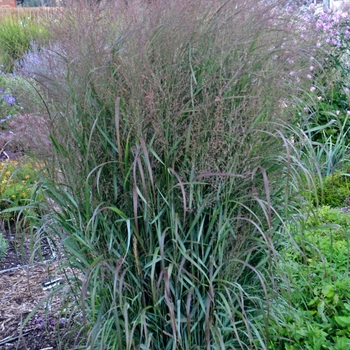 Prairie Winds® 'Apache Rose' Prairie Winds® 'Apache Rose'