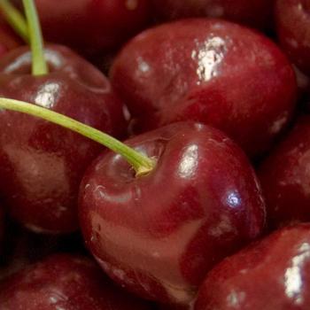 North Star Cherry North Star Cherry