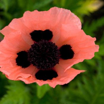 Oriental Poppy Oriental Poppy