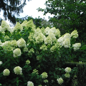 Hardy Hydrangea Hardy Hydrangea