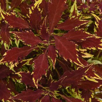 Flame Thrower&trade; Sriracha