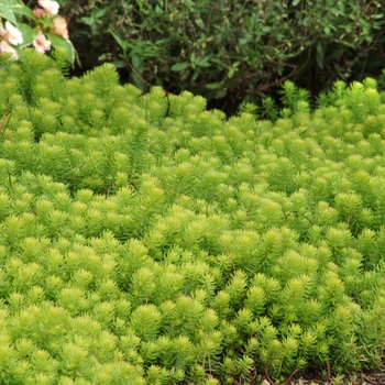 Stonecrop Stonecrop