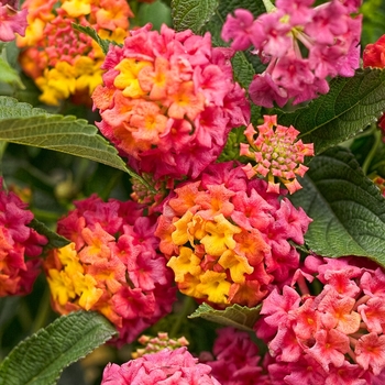 Luscious® Lantana