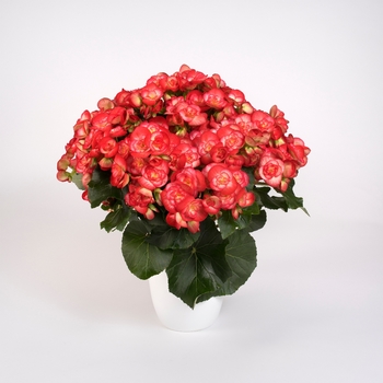 Begonia, Rieger Begonia, Rieger