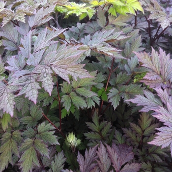 Bugbane Bugbane