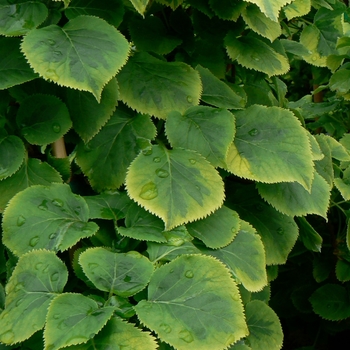 'Miranda' Climbing Hydrangea 'Miranda' Climbing Hydrangea