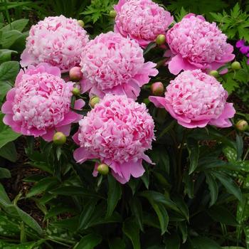 Garden Peony Garden Peony