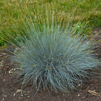 Blue Fescue Blue Fescue
