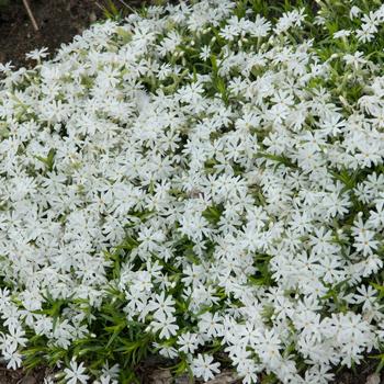 Creeping Phlox Creeping Phlox