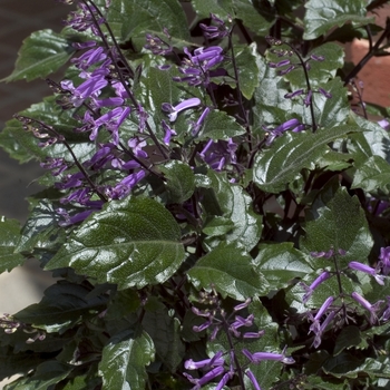 Plectranthus
