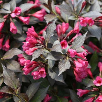 Weigela