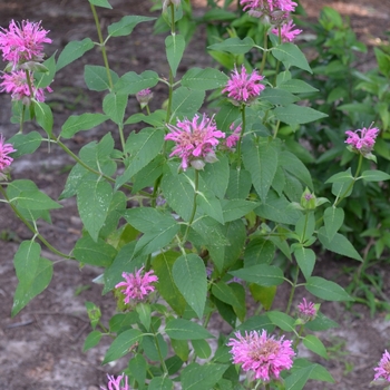Bee Balm Bee Balm