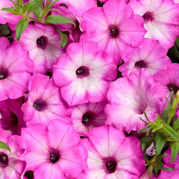 Supertunia Tiara® Pink Supertunia Tiara® Pink