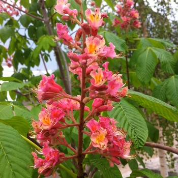 'Ft. McNair' Red Horsechestnut