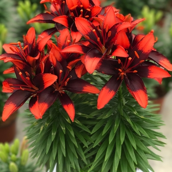 Asiatic Pot Lily Asiatic Pot Lily