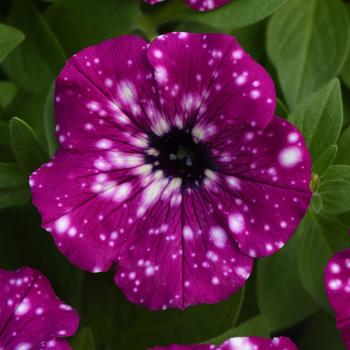 Petunia Petunia