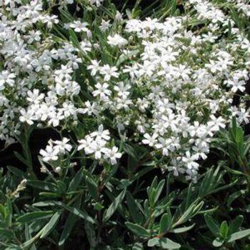 Baby's Breath Baby's Breath