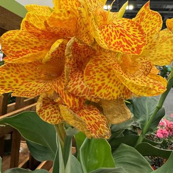 Cannova® 'Gold Leopard' Cannova® 'Gold Leopard'