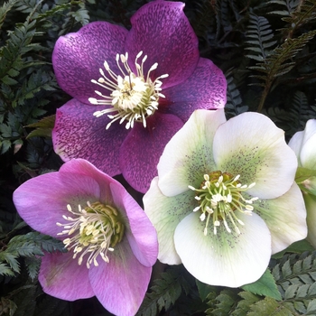 Lenten Rose Lenten Rose