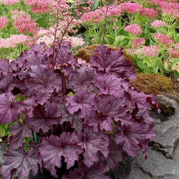 Coral Bells