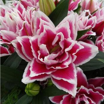 Oriental Lily Oriental Lily