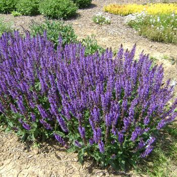 Meadow Sage Meadow Sage