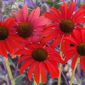 Coneflower Coneflower
