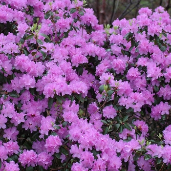 'Purple Gem' Rhododendron 'Purple Gem' Rhododendron