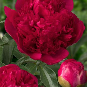 Garden Peony Garden Peony
