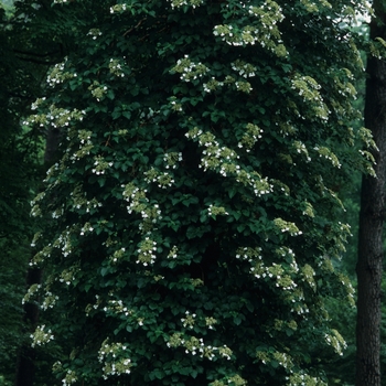 Climbing Hydrangea Climbing Hydrangea