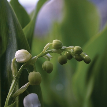 Lily of the Valley Lily of the Valley