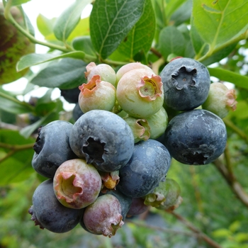 Blueberry Blueberry