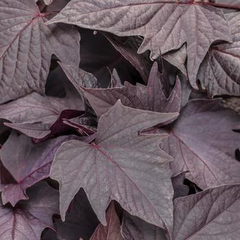 Sweet Potato Vine Sweet Potato Vine