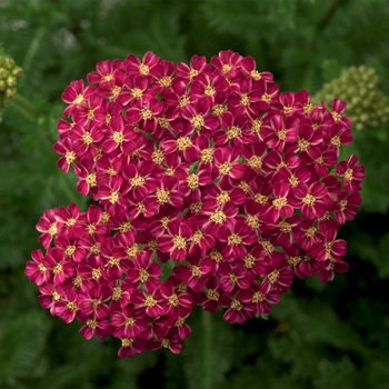Achillea (Yarrow) Achillea (Yarrow)