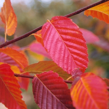 Blue Beech/Musclewood Blue Beech/Musclewood