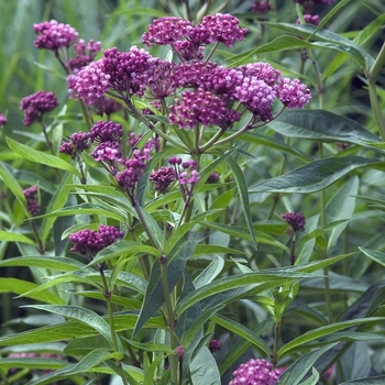 Butterfly Weed Butterfly Weed