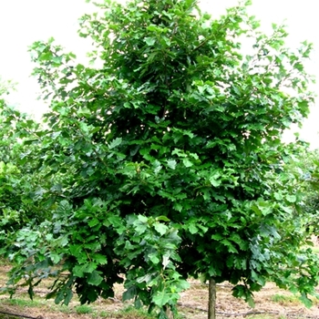 Swamp White Oak Swamp White Oak