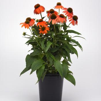 Coneflower Coneflower