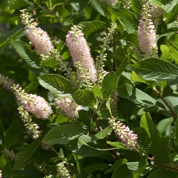Sweet Pepper Bush