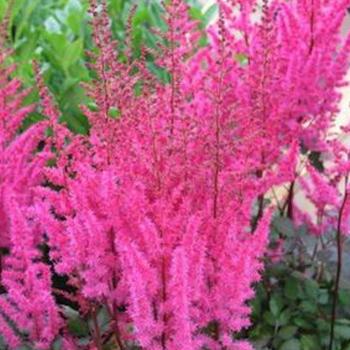 False Spirea False Spirea