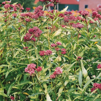 Butterfly Weed Butterfly Weed