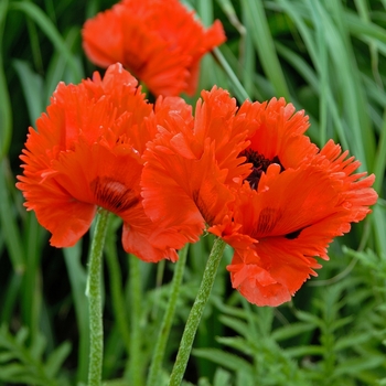 Oriental Poppy