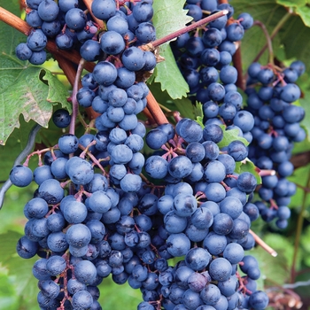 Grape