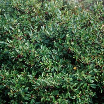 Iroquois Beauty Black Chokeberry Iroquois Beauty Black Chokeberry